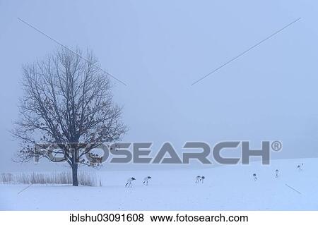 "Flock of Red-crowned Cranes, Japanese Cranes or Manchurian Cranes (Grus Japonensis) foraging in the snow, Kushiro-Shitsugen-Nationalpark, Kushiro, Hokkaido, Japan, Asia" View Large Photo Image Stock Photo - "Flock of Red-crowned Cranes, Japanese Cranes or Manchurian Cranes (Grus Japonensis) foraging in the snow, Kushiro-Shitsugen-Nationalpark, Kushiro, Hokkaido, Japan, Asia". Fotosearch