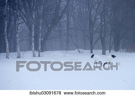 Stock Photo - "Flock of Red-crowned Cranes, Japanese Cranes or Manchurian Cranes (Grus Japonensis) foraging in the snow, Kushiro-Shitsugen-Nationalpark, Kushiro, Hokkaido, Japan, Asia". Fotosearch