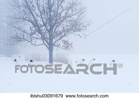 Stock Photo - "Flock of Red-crowned Cranes, Japanese Cranes or Manchurian Cranes (Grus Japonensis) foraging in the snow, Kushiro-Shitsugen-Nationalpark, Kushiro, Hokkaido, Japan, Asia". Fotosearch