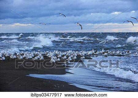 Stock Photo - "Flock of Ring-billed Gulls (Larus delawarensis) sitting at the southernmost point of Canada on Lake Erie, Point Pelee Nationalpark, Lake Erie, Ontario Province, Canada, North America". Fotosearch