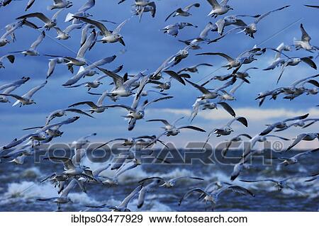 "Flock of Ring-billed Gulls (Larus delawarensis) flying up, on Lake Erie, Point Pelee Nationalpark, Lake Erie, Ontario Province, Canada, North America" View Large Photo Image Stock Photo - "Flock of Ring-billed Gulls (Larus delawarensis) flying up, on Lake Erie, Point Pelee Nationalpark, Lake Erie, Ontario Province, Canada, North America". Fotosearch