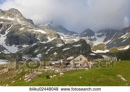 "Flock of sheep at the Rifugio Pian delle Creste mountain hut, Bavona Valley, Valle Maggia, Ticino, Switzerland, Europe" View Large Photo Image Stock Photo - "Flock of sheep at the Rifugio Pian delle Creste mountain hut, Bavona Valley, Valle Maggia, Ticino, Switzerland, Europe". Fotosearch