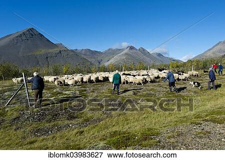 "Flock of sheep being rounded up, sheep transhumance, near Hofn, Iceland, Europe" View Large Photo Image Stock Photo - "Flock of sheep being rounded up, sheep transhumance, near Hofn, Iceland, Europe". Fotosearch