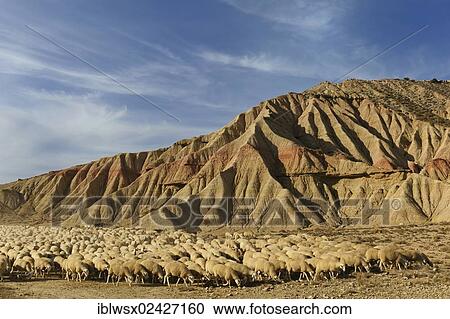 "Flock of sheep, characteristic bizarre landscape of ocher clay, semidesert Bardenas Reales, UNESCO Biosphere Reserve, Navarra, northern Spain, Spain, Europe, PublicGround, Europe" View Large Photo Image Stock Image - "Flock of sheep, characteristic bizarre landscape of ocher clay, semidesert Bardenas Reales, UNESCO Biosphere Reserve, Navarra, northern Spain, Spain, Europe, PublicGround, Europe". Fotosearch