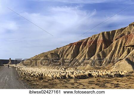 Stock Image - "Flock of sheep, characteristic bizarre landscape of ocher clay, semidesert Bardenas Reales, UNESCO Biosphere Reserve, Navarra, northern Spain, Spain, Europe, PublicGround, Europe". Fotosearch
