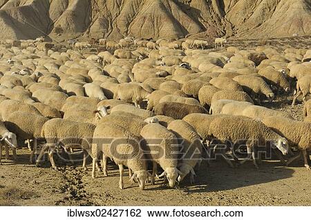 "Flock of sheep, characteristic bizarre landscape of ocher clay, semidesert Bardenas Reales, UNESCO Biosphere Reserve, Navarra, northern Spain, Spain, Europe, PublicGround, Europe" View Large Photo Image Stock Image - "Flock of sheep, characteristic bizarre landscape of ocher clay, semidesert Bardenas Reales, UNESCO Biosphere Reserve, Navarra, northern Spain, Spain, Europe, PublicGround, Europe". Fotosearch