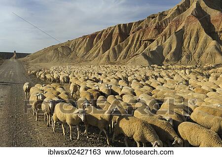 "Flock of sheep, characteristic bizarre landscape of ocher clay, semidesert Bardenas Reales, UNESCO Biosphere Reserve, Navarra, northern Spain, Spain, Europe, PublicGround, Europe" View Large Photo Image Stock Image - "Flock of sheep, characteristic bizarre landscape of ocher clay, semidesert Bardenas Reales, UNESCO Biosphere Reserve, Navarra, northern Spain, Spain, Europe, PublicGround, Europe". Fotosearch