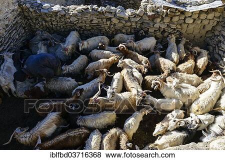 "Flock of sheep, fenced by a stone wall, waiting for shearing, Korzok, Ladakh, Jammu and Kashmir, India, Asia" View Large Photo Image Stock Photo - "Flock of sheep, fenced by a stone wall, waiting for shearing, Korzok, Ladakh, Jammu and Kashmir, India, Asia". Fotosearch