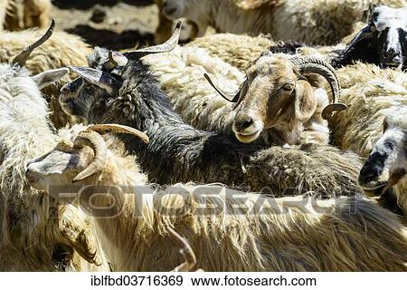 "Flock of sheep, fenced by a stone wall, waiting for shearing, Korzok, Ladakh, Jammu and Kashmir, India, Asia" View Large Photo Image Stock Photo - "Flock of sheep, fenced by a stone wall, waiting for shearing, Korzok, Ladakh, Jammu and Kashmir, India, Asia". Fotosearch