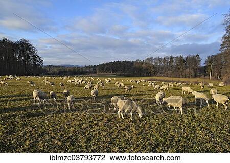 "Flock of sheep grazing in evening light, Hoefles, Franconian Switzerland, Middle Franconia, Bavaria, Germany, Europe" View Large Photo Image Stock Image - "Flock of sheep grazing in evening light, Hoefles, Franconian Switzerland, Middle Franconia, Bavaria, Germany, Europe". Fotosearch