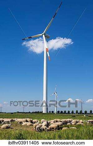 Stock Photography - "Flock of sheep grazing in front of a wind turbine, Grevenbroich, North Rhine-Westphalia, Germany, Europe". Fotosearch