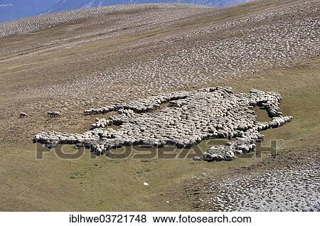 "Flock of sheep grazing, near Digne-les-Bains, Departement Alpes-de-Haute-Provence, Region Provence-Alpes-Cote d’Azur, France, Europe" View Large Photo Image Stock Photo - "Flock of sheep grazing, near Digne-les-Bains, Departement Alpes-de-Haute-Provence, Region Provence-Alpes-Cote d’Azur, France, Europe". Fotosearch