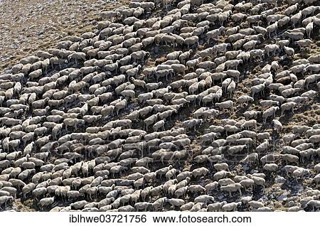 "Flock of sheep huddled together, near Digne-les-Bains, Departement Alpes-de-Haute-Provence, Region Provence-Alpes-Cote d’Azur, France, Europe" View Large Photo Image Stock Photograph - "Flock of sheep huddled together, near Digne-les-Bains, Departement Alpes-de-Haute-Provence, Region Provence-Alpes-Cote d’Azur, France, Europe". Fotosearch