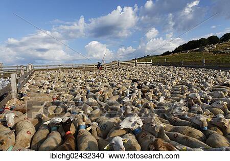 "Flock of sheep in the hamlet of Bellecoste, Mont Lozere, Le Pont-de-Montvert, Lozere, Languedoc-Roussillon, France, Europe" View Large Photo Image Stock Image - "Flock of sheep in the hamlet of Bellecoste, Mont Lozere, Le Pont-de-Montvert, Lozere, Languedoc-Roussillon, France, Europe". Fotosearch