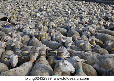 "Flock of sheep in the hamlet of Bellecoste, Lozere, Languedoc-Roussillon, France, Europe" View Large Photo Image Stock Photo - "Flock of sheep in the hamlet of Bellecoste, Lozere, Languedoc-Roussillon, France, Europe". Fotosearch