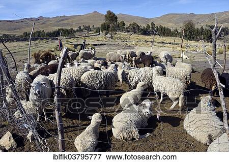 Stock Photo - "Flock of sheep in the High Andes, Quispillaccta, Ayacucho, Peru, South America". Fotosearch