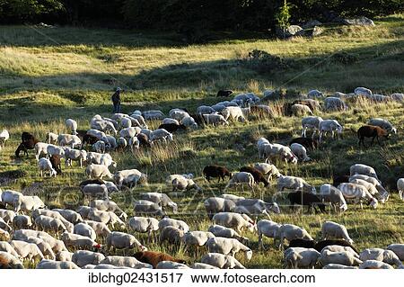 "Flock of sheep, L'Aubaret village, The Causses and the Cevennes, UNESCO World Heritage, Cevennes National Park, Parc National des Cevennes, UNESCO Biosphere Reserve, Mont Lozere, Pont de Montvert, Lozere, Languedoc-Roussillon, France, Europe" View Large Photo Image Stock Photo - "Flock of sheep, L'Aubaret village, The Causses and the Cevennes, UNESCO World Heritage, Cevennes National Park, Parc National des Cevennes, UNESCO Biosphere Reserve, Mont Lozere, Pont de Montvert, Lozere, Languedoc-Roussillon, France, Europe". Fotosearch