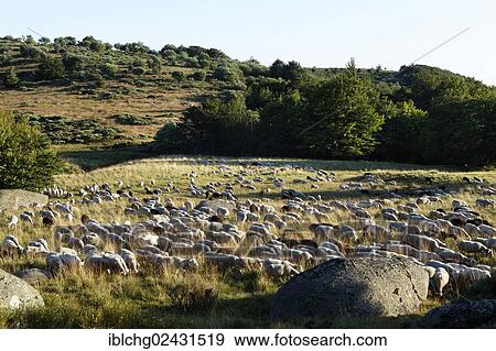 "Flock of sheep, L'Aubaret village, The Causses and the Cevennes, UNESCO World Heritage, Cevennes National Park, Parc National des Cevennes, UNESCO Biosphere Reserve, Mont Lozere, Pont de Montvert, Lozere, Languedoc-Roussillon, France, Europe" View Large Photo Image Stock Photo - "Flock of sheep, L'Aubaret village, The Causses and the Cevennes, UNESCO World Heritage, Cevennes National Park, Parc National des Cevennes, UNESCO Biosphere Reserve, Mont Lozere, Pont de Montvert, Lozere, Languedoc-Roussillon, France, Europe". Fotosearch