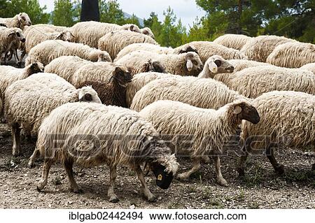 "Flock of sheep, Southwest Turkey, Turkey, Asia" View Large Photo Image Picture - "Flock of sheep, Southwest Turkey, Turkey, Asia". Fotosearch