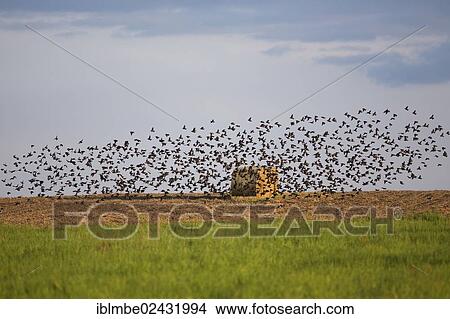 "Flock of Skylarks (Alauda arvensis) on a field at the Havel Canal near Potsdam-Paaren, Havelland, Brandenburg, Germany, Europe" View Large Photo Image Picture - "Flock of Skylarks (Alauda arvensis) on a field at the Havel Canal near Potsdam-Paaren, Havelland, Brandenburg, Germany, Europe". Fotosearch