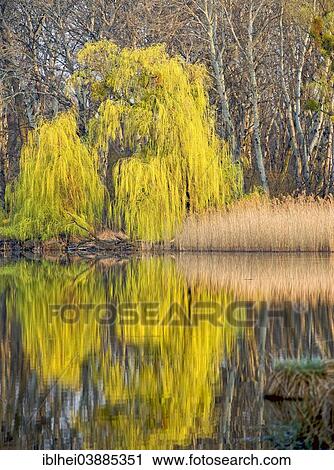 "Flood plains of the Danube in spring, Donau-Auen National Park, Austria, Europe" View Large Photo Image Stock Image - "Flood plains of the Danube in spring, Donau-Auen National Park, Austria, Europe". Fotosearch