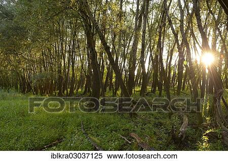 "Floodplain forest, Danube-Auen, Muhlleiten, Lower Austria, Austria, Europe" View Large Photo Image Stock Photography - "Floodplain forest, Danube-Auen, Muhlleiten, Lower Austria, Austria, Europe". Fotosearch