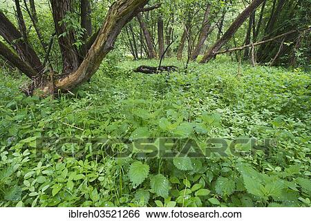 "Floodplain forest of the Lafnitz river, Wolfau, Burgenland, Austria, Europe" View Large Photo Image Stock Photograph - "Floodplain forest of the Lafnitz river, Wolfau, Burgenland, Austria, Europe". Fotosearch