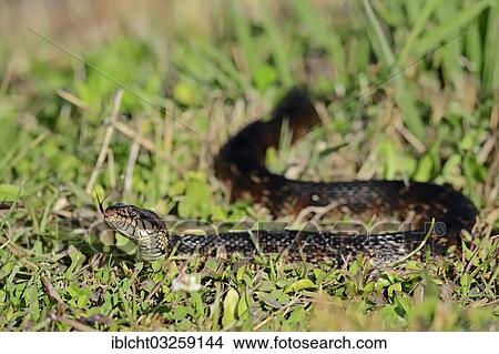"Florida Banded Water Snake (Nerodia fasciata pictiventris), flicking its tongue, Florida, United States, North America" View Large Photo Image Picture - "Florida Banded Water Snake (Nerodia fasciata pictiventris), flicking its tongue, Florida, United States, North America". Fotosearch