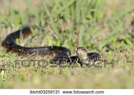 Stock Image - "Florida Banded Water Snake (Nerodia fasciata pictiventris), Florida, United States, North America". Fotosearch