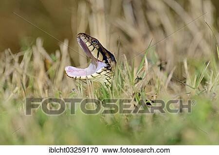 "Florida Banded Water Snake (Nerodia fasciata pictiventris) with its mouth open, Florida, United States, North America" View Large Photo Image Stock Image - "Florida Banded Water Snake (Nerodia fasciata pictiventris) with its mouth open, Florida, United States, North America". Fotosearch