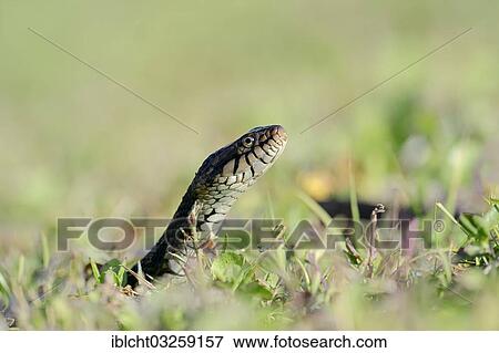 Stock Photo - "Florida Banded Water Snake (Nerodia fasciata pictiventris), Florida, United States, North America". Fotosearch
