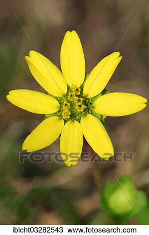 "Florida Greeneyes (Berlandiera subacaulis), flowering, Merritt Island, Florida, United States, North America" View Large Photo Image Stock Image - "Florida Greeneyes (Berlandiera subacaulis), flowering, Merritt Island, Florida, United States, North America". Fotosearch