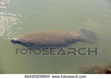 Picture - "Florida Manatee (Trichechus manatus latirostris), Merritt Island, Florida, United States, North America". Fotosearch
