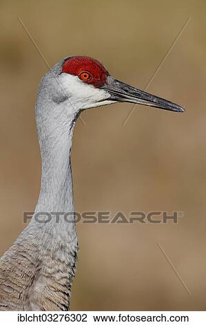 Stock Image - "Florida Sandhill Crane (Grus canadensis pratensis), portrait, Florida, United States, North America". Fotosearch