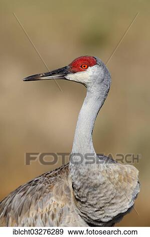 Stock Photo - "Florida Sandhill Crane (Grus canadensis pratensis), Florida, United States, North America". Fotosearch