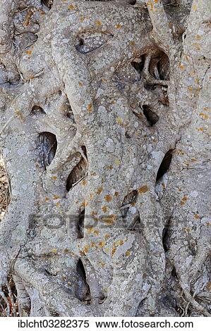 "Florida Strangler Fig or Strangler Fig (Ficus aurea), Sanibel Island, Florida, United States, North America" View Large Photo Image Stock Photography - "Florida Strangler Fig or Strangler Fig (Ficus aurea), Sanibel Island, Florida, United States, North America". Fotosearch