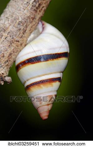 "Florida Tree Snail (Liguus fasciatus), Everglades National Park, Florida, United States, North America" View Large Photo Image Stock Image - "Florida Tree Snail (Liguus fasciatus), Everglades National Park, Florida, United States, North America". Fotosearch