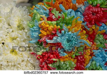 "Flower arrangement at the flowermarket of Kolkata, India, Asia" View Large Photo Image Stock Photo - "Flower arrangement at the flowermarket of Kolkata, India, Asia". Fotosearch