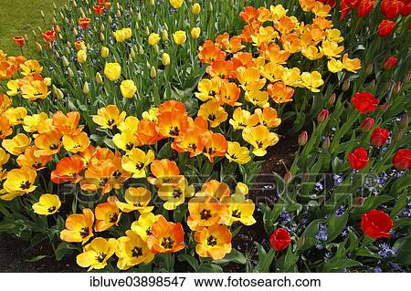"Flower bed, blooming red and yellow Tulips (Tulipa)" View Large Photo Image Stock Photo - "Flower bed, blooming red and yellow Tulips (Tulipa)". Fotosearch