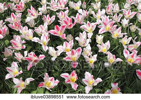 "Flower bed, blooming Tulips (Tulipa)" View Large Photo Image Stock Image - "Flower bed, blooming Tulips (Tulipa)". Fotosearch