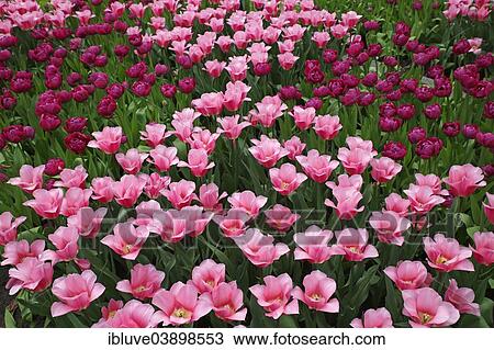 "Flower bed, blooming Tulips (Tulipa)" View Large Photo Image Stock Image - "Flower bed, blooming Tulips (Tulipa)". Fotosearch