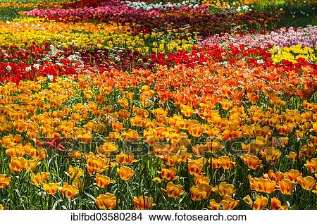 "Flower bed, various Tulips (Tulipa) in different colours, Mainau island, Lake Constanz, Baden-Wurttemberg, Germany, Europe" View Large Photo Image Picture - "Flower bed, various Tulips (Tulipa) in different colours, Mainau island, Lake Constanz, Baden-Wurttemberg, Germany, Europe". Fotosearch