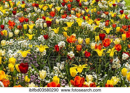 "Flower bed, various Tulips (Tulipa) in different colours, Mainau island, Lake Constanz, Baden-Wurttemberg, Germany, Europe" View Large Photo Image Stock Image - "Flower bed, various Tulips (Tulipa) in different colours, Mainau island, Lake Constanz, Baden-Wurttemberg, Germany, Europe". Fotosearch