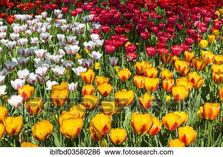 "Flower bed, various Tulips (Tulipa) in different colours, Mainau island, Lake Constanz, Baden-Wurttemberg, Germany, Europe" View Large Photo Image Stock Photograph - "Flower bed, various Tulips (Tulipa) in different colours, Mainau island, Lake Constanz, Baden-Wurttemberg, Germany, Europe". Fotosearch