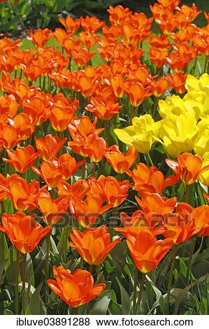 Flower bed with blooming Tulips (Tulipa) View Large Photo Image Stock Photo - Flower bed with blooming Tulips (Tulipa). Fotosearch