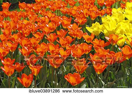 Flower bed with blooming Tulips (Tulipa) View Large Photo Image Stock Photograph - Flower bed with blooming Tulips (Tulipa). Fotosearch