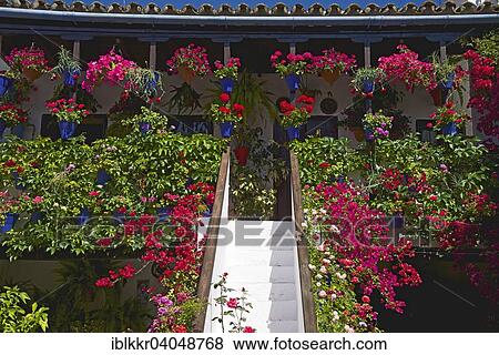 Stock Photo - "Flower-bedecked inner courtyard during the Fiesta de los Patios, Cordoba, Andalucia, Spain, Europe". Fotosearch