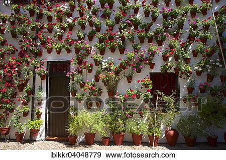 Stock Photo - "Flower-bedecked inner courtyard during the Fiesta de los Patios, Cordoba, Andalucia, Spain, Europe". Fotosearch