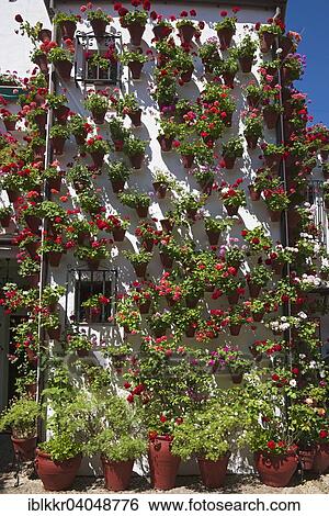 Stock Photograph - "Flower-bedecked inner courtyard during the Fiesta de los Patios, Cordoba, Andalucia, Spain, Europe". Fotosearch