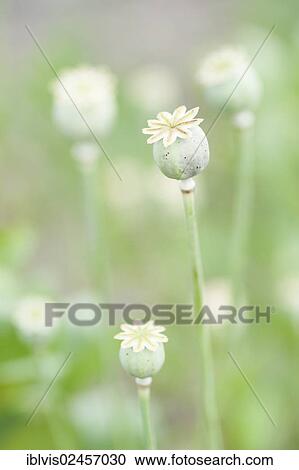 Flower capsules of Poppies (Papaver sp. )in a field View Large Photo Image Stock Image - Flower capsules of Poppies (Papaver sp. )in a field. Fotosearch